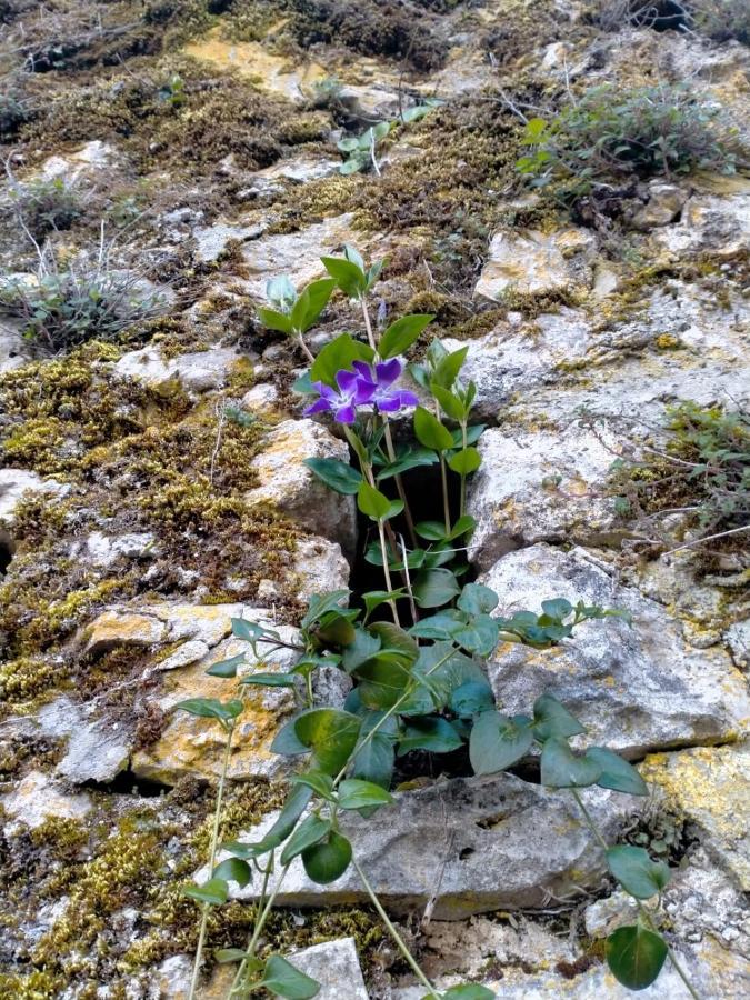 Casa In Splendida Riserva Naturale Pettorano sul Gizio Esterno foto